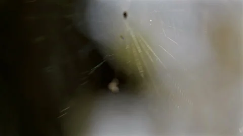 Spider cobweb in autumn forest on blurred background Stock Footage 42690594