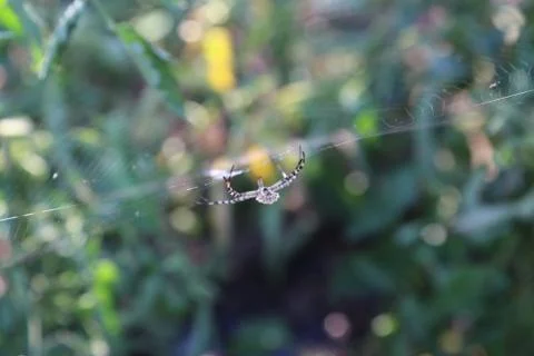Spider in the cobweb on a background of green grass Stock-Fotos