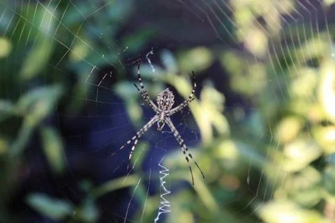 Spider in the cobweb on a background of green grass Stock Photos