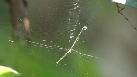 Spider Cobweb In Breeze 스톡 동영상 106019410