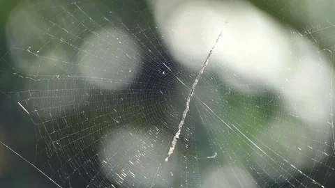 Spider Cobweb In Breeze Stock Footage 106019534