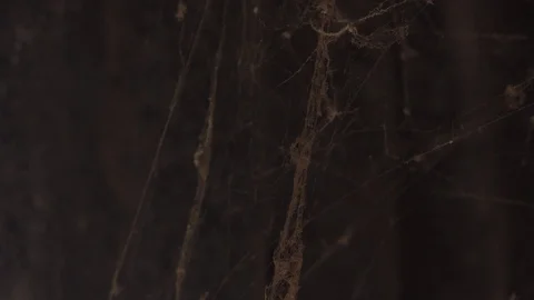 Spider Cobweb In Breeze Stock Footage 106019683