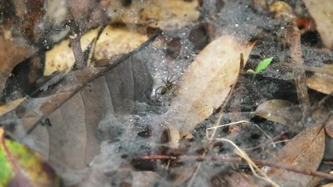 Spider on a cobweb on a brown leaf background with autumn morning dew. Stock Footage 225041435