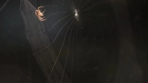 Spider On A Cobweb - Building A Circular Web During Evening. - Close up- Stock Footage 140704043