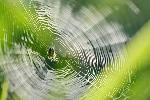 Spider on a cobweb close up. Stock Photos