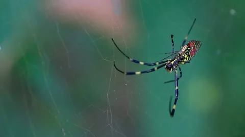 Spider in cobweb in fall. Stock Footage 8996706