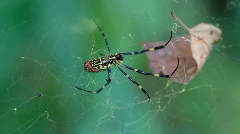 Spider in cobweb in fall. Stock Footage 8996709