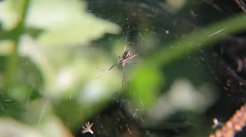 Spider in cobweb Stock Footage 20281324