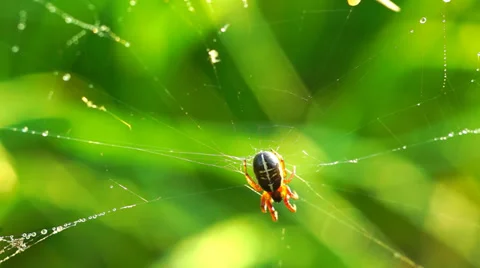 Spider on cobweb Stock Footage 39380378