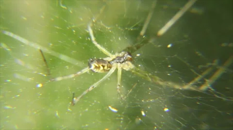 Spider in cobweb Stock Footage 58294616