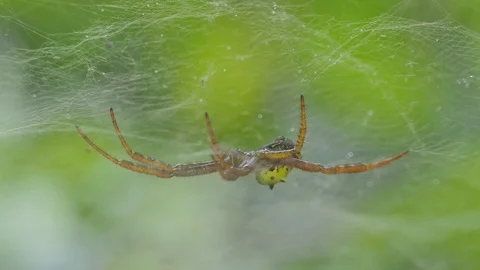 Spider on cobweb. Stock Footage 106541290