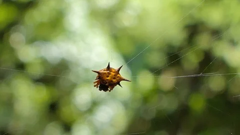 Spider on cobweb. Stock Footage 117989096