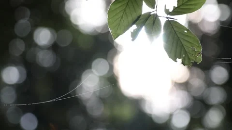 Spider cobweb in the forest Stock Footage 231910366