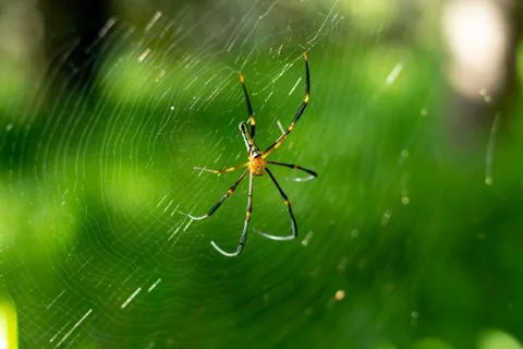 Spider on cobweb in gareden. Stock Photos
