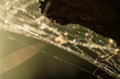 Spider Cobweb in Light 1 Stock Photos