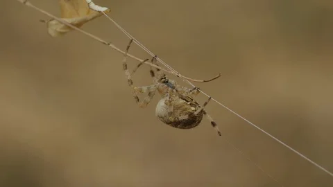 Spider on Cobweb in Nature Stock Footage 128834198