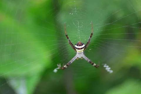 Spider in the cobweb note,  select focus with shallow depth Foto stock
