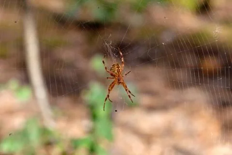Spider on cobweb Stock Photos