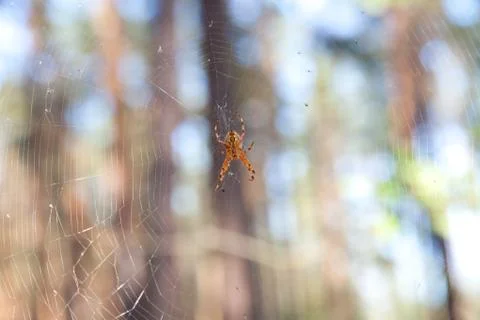 Spider on cobweb Stock Photos
