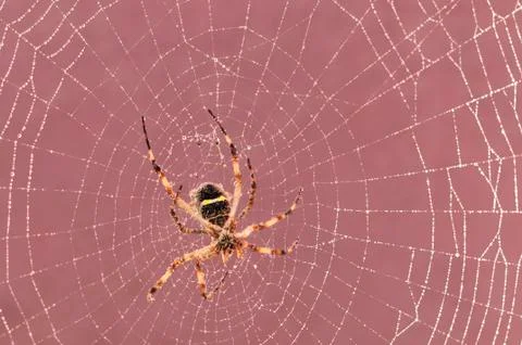 Spider on cobweb Stock Photos