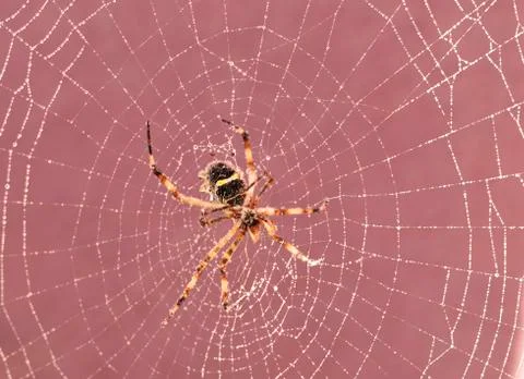 Spider on cobweb Stock Photos