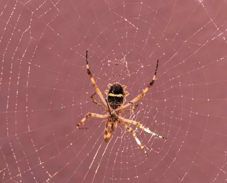 Spider on cobweb Stock Photos