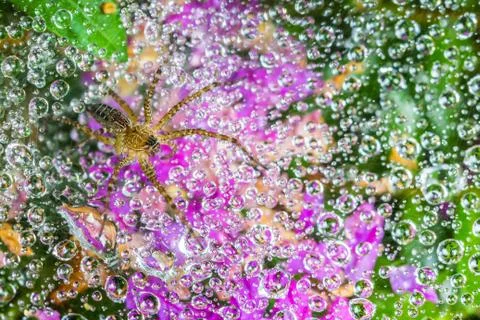 Spider on cobweb Stock Photos