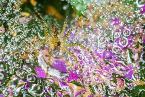 Spider on cobweb Stock Photos