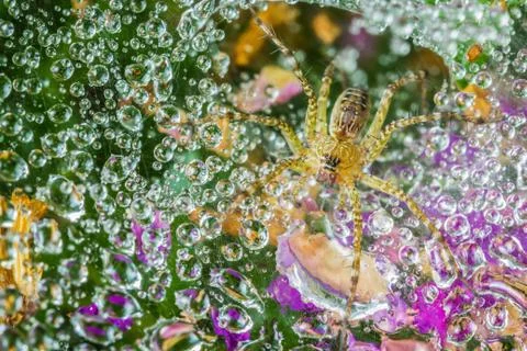 Spider on cobweb Stock Photos