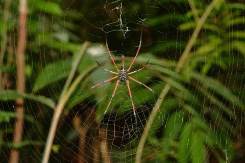 Spider in the cobweb Stock Photos