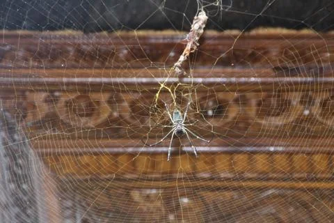 Spider in cobweb 스톡 사진