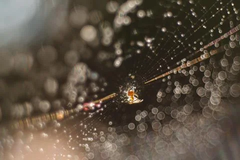 Spider with cobweb Stock Photos