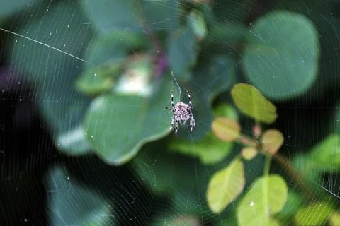 A spider on the cobweb 库存照片