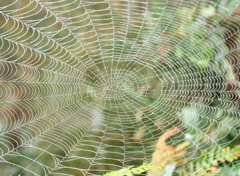 Spider Cobweb. Stock Photos