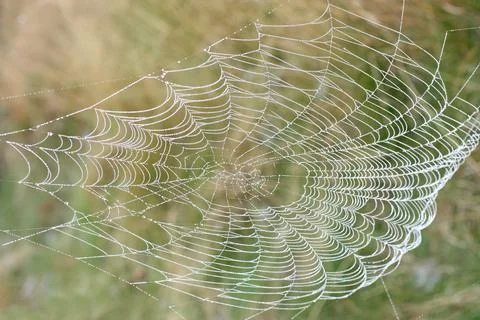 Spider Cobweb. Stock Photos