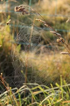 Spider Cobweb. Stock Photos
