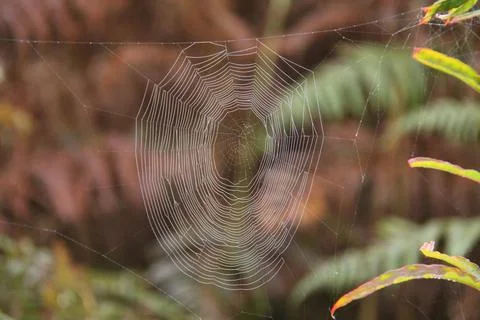 Spider Cobweb. Stock Photos