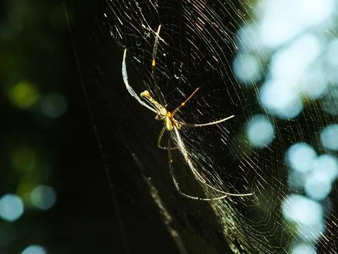 Spider in the cobweb Stock Photos