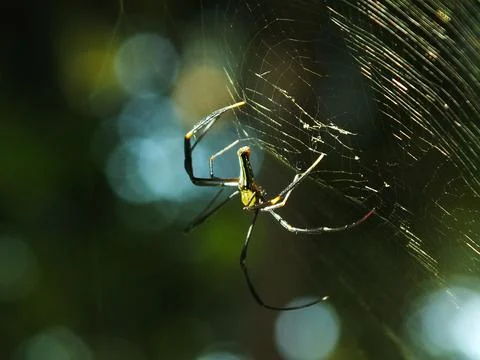 Spider in the cobweb Stock Photos