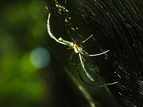 Spider in the cobweb Stock Photos