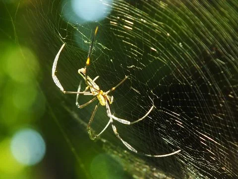 Spider in the cobweb Stock Photos