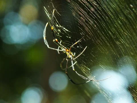 Spider in the cobweb Stock Photos
