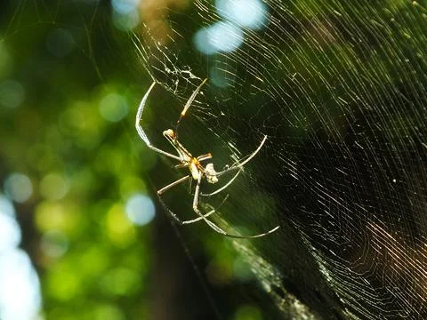 Spider in the cobweb Stock Photos