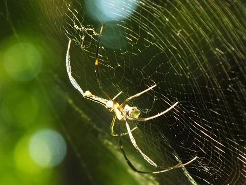 Spider in the cobweb Stock Photos