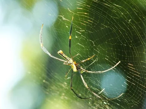 Spider in the cobweb Stock Photos