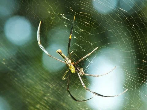 Spider in the cobweb Stock Photos