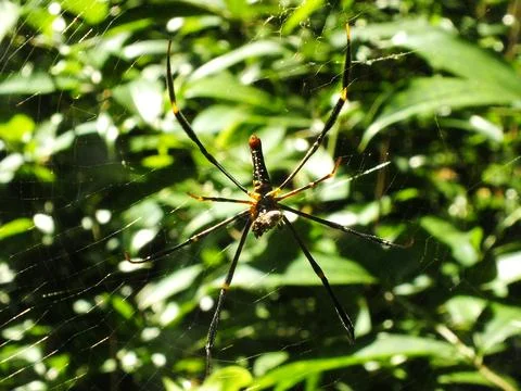Spider in the cobweb Stock Photos