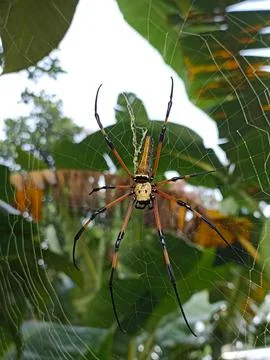 A spider is in a cobweb Stock Photos