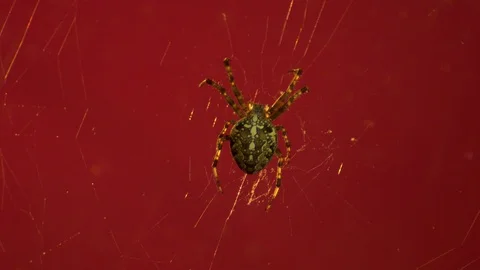 Spider in a cobweb on a scarlet background Stock Footage 116055549