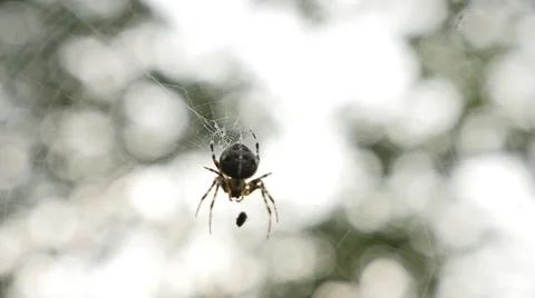 Spider in Cobweb Slowmotion 스톡 동영상 41576510